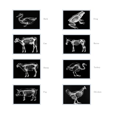 Thematic Animal X-Rays, Set of 16, Simulation Specimen, Science Education Materials for Kindergarten & Preschool, Light Table Accessories, Montessori & Reggio-Inspired (Farm Animals) - color: Farm animals