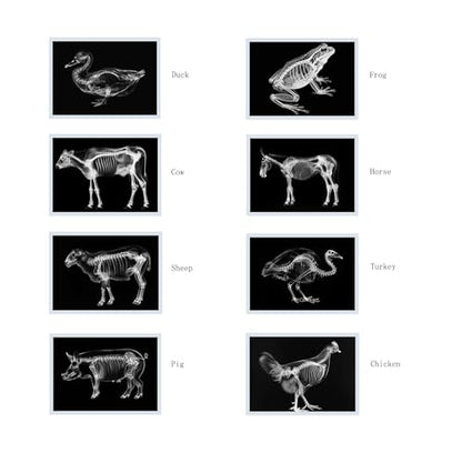 Thematic Animal X-Rays, Set of 16, Simulation Specimen, Science Education Materials for Kindergarten & Preschool, Light Table Accessories, Montessori & Reggio-Inspired (Farm Animals) - color: Farm animals
