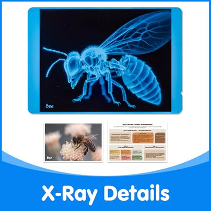 Insect Xrays – Bug Science Kit - Light Table Accessories - style: Insect Series