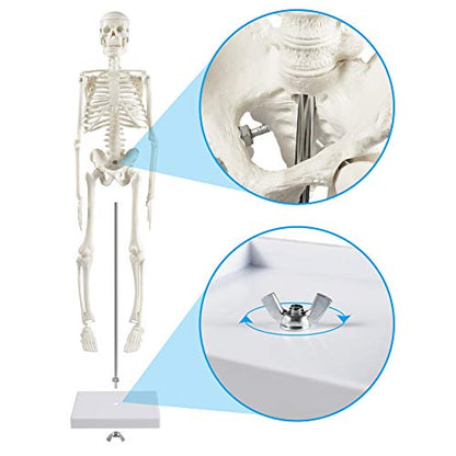 breesky Human Skeleton Model for Anatomy: 17” Human Skeleton Model with Movable Arms and Legs - Scientific Model for Study and Display - color: 17” Human Skeleton Model