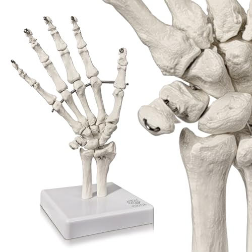 Human Hand Anatomical Skeleton Model with Articulated Joints
