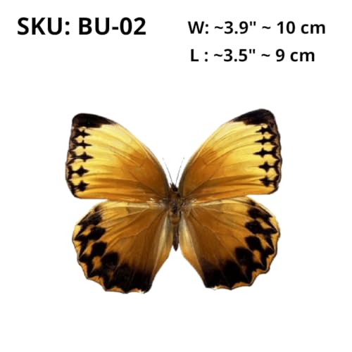 2 Real Orange Butterfly Specimens Taxidermy Insect Art Collection BU02X2 - color: Butterfly 02