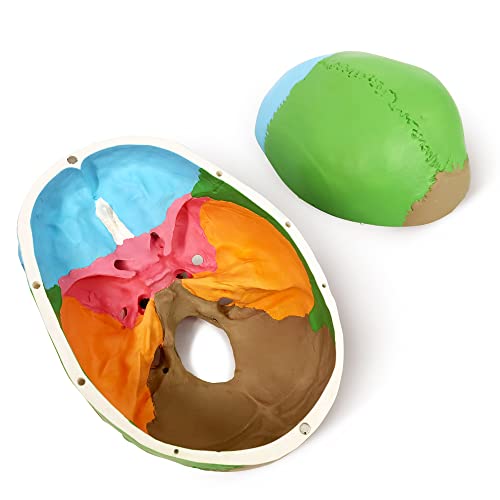 NEW HORIZON Anatomy Skull Model,Human Medical Skull Model Dental ClinicTeaching Equipment,Medical Teaching Learning