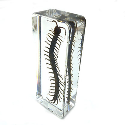 Centipede（chilopod）（scolopendra）Paperweights Specimen for Science Education Paperweight for book for office for desk(4.4x1.6x1.1")