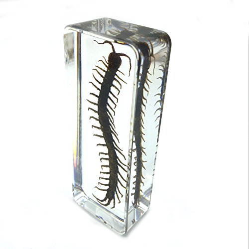 Centipede（chilopod）（scolopendra）Paperweights Specimen for Science Education Paperweight for book for office for desk(4.4x1.6x1.1")
