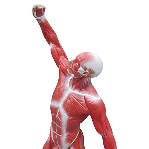 Ultrassist Human Muscle Anatomy Model, 20-Inch Figure
