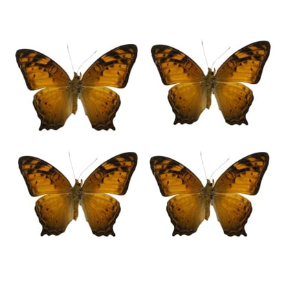 4 Real Vagrant Butterfly Specimens Unmounted Open Wings BUOM128X4 - color: 4 Butterfly #128