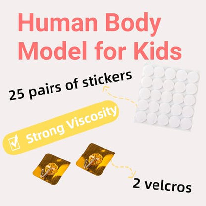 Human Body Model for Kids-Human Body Parts Learning Felt Board Set for Toddlers-Felt Wall Activities-Educational Storytelling Toy for Daycare Home Preschool-Teacher Daycare Supplies