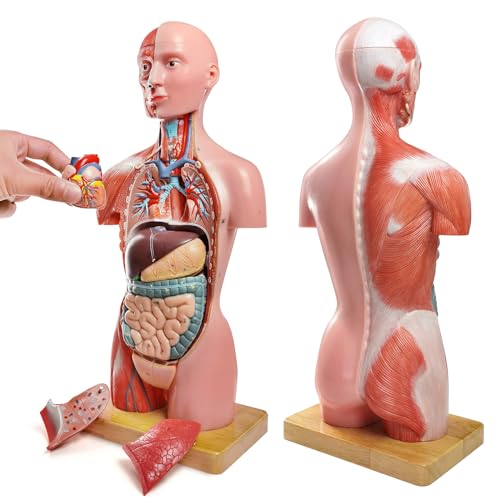 Human Body Deluxe Musculature Model, 16 Pcs Removable 17 Inch Human Torso