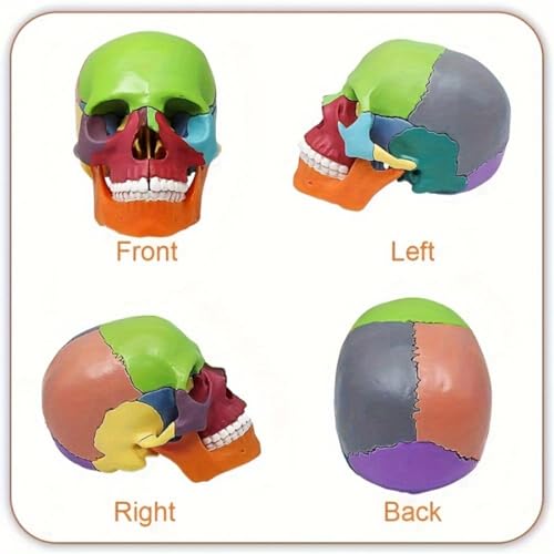 Anatomical Skull Model 15 Parts Human Color Exploded Assembly Palm-Sized