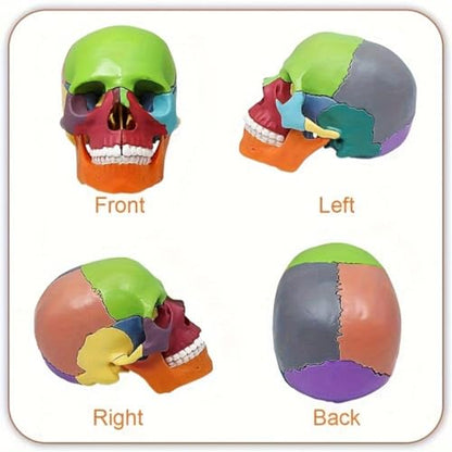 Anatomical Skull Model 15 Parts Human Color Exploded Assembly Palm-Sized
