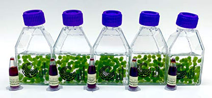 Algae Research and Supply: Algae Beads (Ready-to-go Algae Beads in Indicator- snap vials (x10)) - style: Ready-to-go Algae Beads in Indicator- snap vials (x10)