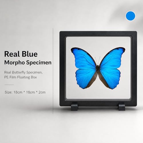 1pc Real Butterfly Specimen PE Film Suspension Box Moisture Proof Display Holder Home Gallery Decor (Blue Morpho Butterfly) - color: Blue Morpho Butterfly