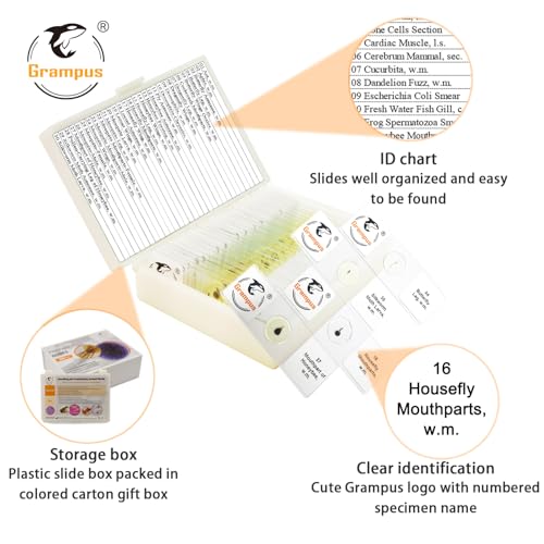 30 Prepared Microscope Slides with Specimens for Kids Students - Insects, for Biological Science Lab, Children's Science Education, Homeschooling Use - style: 30PCS Insects