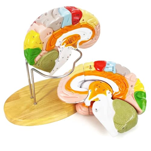 Human Brain Model for Neuroscience, 4 Parts 1.5X Color-Coded w/Base Manual