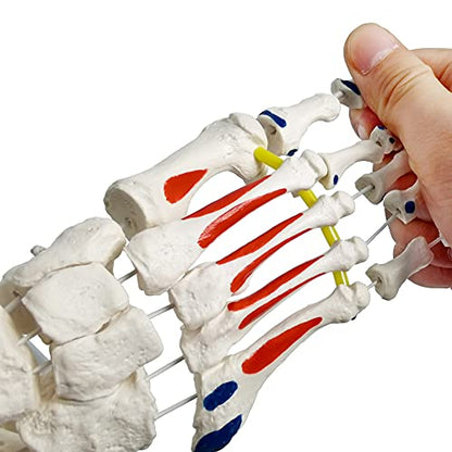 Foot Skeleton Model On Elastic, W/Tibia-Fibula Stump Strung Elastic Bungee