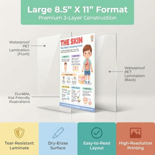 JELLY BEAN GENIUS Human Skin Poster – Laminated Dry-Erase Anatomy Chart for Classroom & Homeschool | Integumentary Science Wall Poster 8.5x11 - color: Human Skin