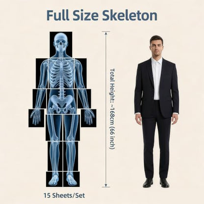 15 Pcs Human X-Ray Science Kit Tutorial Body Skeleton Xray Kit