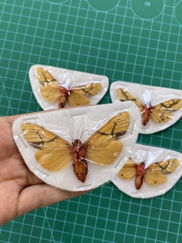 4 Real Milky Tiger Moth Specimens Unmounted Open Wings BU14X4 - color: 4 Butterfly #14