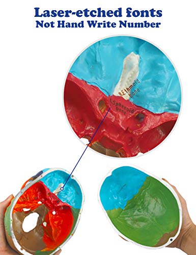 Medarchitect Life-Size Colored Human Skull Anatomy Model
