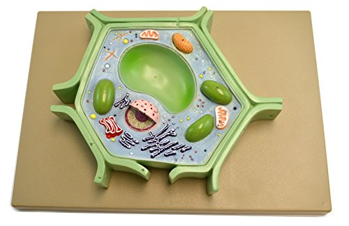 Eisco Labs Plant Cell Model on Base; 11.5" X 10" X 2"