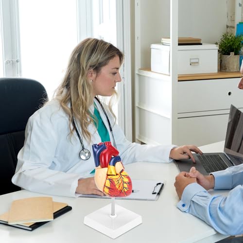 QWORK Life Size Human Heart Model, Anatomically Accurate 2-Part Model with Detachable Wall, Fixed with Hidden Magnets
