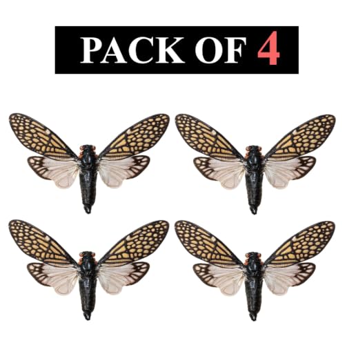 4 Real Tailanga Cicada Specimens Mounted Insect Taxidermy Art VE63X4 - color: 4 Real Cicada #63