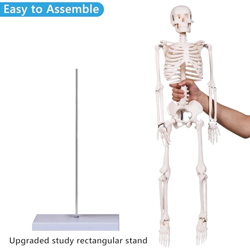 breesky Scientifc Human Skeleton Model for Anatomy, 33.4’’ Skeleton Model with Metal Stand, Removable Arms&Legs for Student to Study Human Skeleton Anatomy System, Halloween Decor, Manual Included