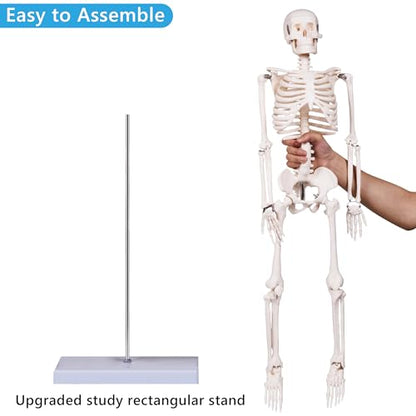breesky Scientifc Human Skeleton Model for Anatomy, 33.4’’ Skeleton Model with Metal Stand, Removable Arms&Legs for Student to Study Human Skeleton Anatomy System, Halloween Decor, Manual Included