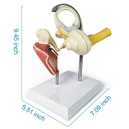 Inner Ear Model Labyrinth Model, Anatomical Ear Internal Structure Model - color: Inner Ear W/Tympanic Membrane
