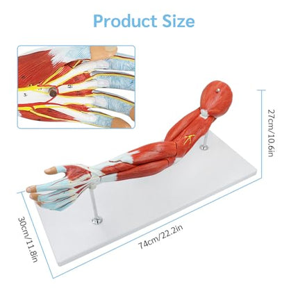 JNMFTD Human Arm Anatomical Muscle Model，Life Size 7 Parts Removable Upper Limb Shoulder Bone Elbow Artery Forearm Hand with Product Manual Card PVC Base for Study Teaching Medical Model Educational