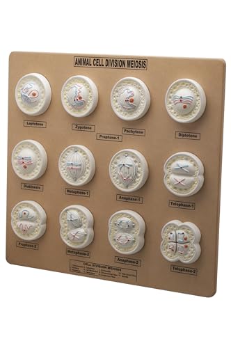 Eisco Labs Animal Cell Meiosis Model