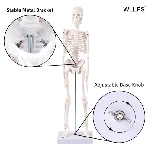 17.72 Inch Mini Skeleton Anatomy Model,Realistic Human Skeleton Model with Movable Arms and Legs, Scientific Anatomical Bone Model,Educational Teaching Display & Halloween Decoration - size: 17.7 inches
