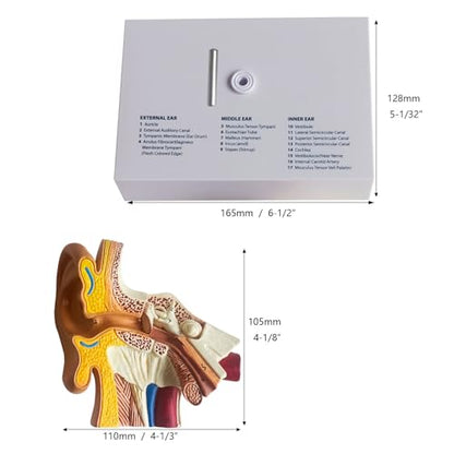 Human Ear Model, Life-Size Ear Anatomy Model, Outer, Middle & Inner Ear with Removable Base for Medical & 4D Science Education
