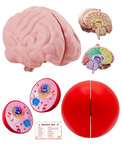 Educational Science Model Bundle | Human Brain & Animal Cell Cross-Section