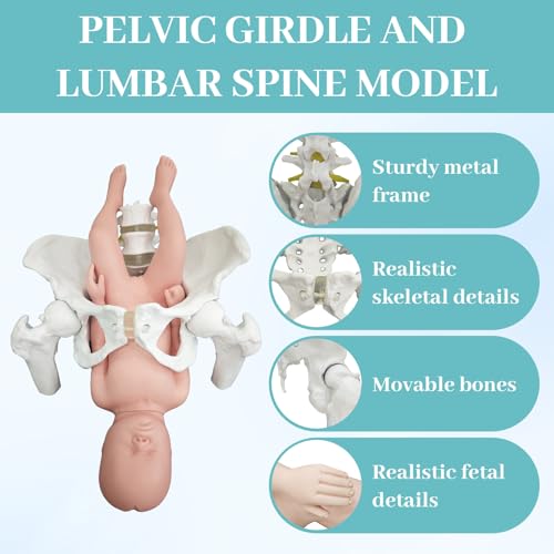 Female Pelvis with Baby Model, Life Size Elastic Pelvis Movable Femur Heads and Flexible Lumbar Spine Joints for Doula Childbirth Education Tools Obstetrics Gynecology Patient Communication - size: Enlarged Pelvis Model