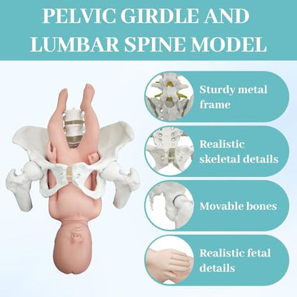 Female Pelvis with Baby Model, Life Size Elastic Pelvis Movable Femur Heads and Flexible Lumbar Spine Joints for Doula Childbirth Education Tools Obstetrics Gynecology Patient Communication - size: Enlarged Pelvis Model