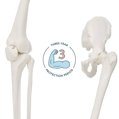 Axis Scientific Human Leg Model