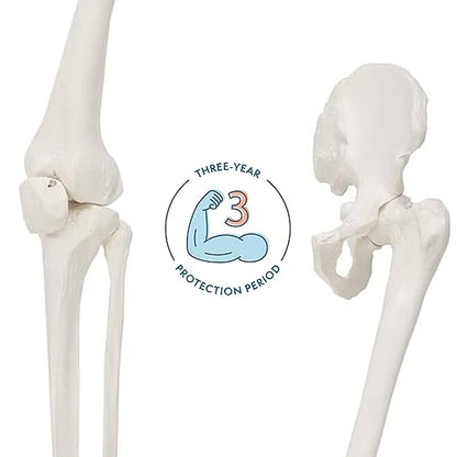 Axis Scientific Human Leg Model