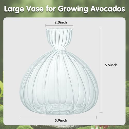 Large Avocado Grow Vase Glass Striped Acorn Seed Starter Vase for Growing - size: 1PCS Striped 5.9*5.9*1.96inch