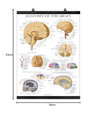 Palace Learning Brain Anatomy Poster - Laminated - Anatomical Chart of the Human Brain (with Plastic Frame, 18"x 24") - color: with Plastic Frame