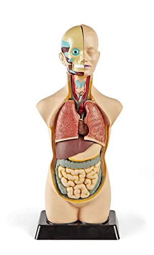 hand2mind 19 Inch Tabletop Human Torso Model, Anatomically Accurate Kit, 10 Removable Human Organs, Anatomy Model for Kids, Human Anatomy Torso Model, Science School Supplies, Trachea Model