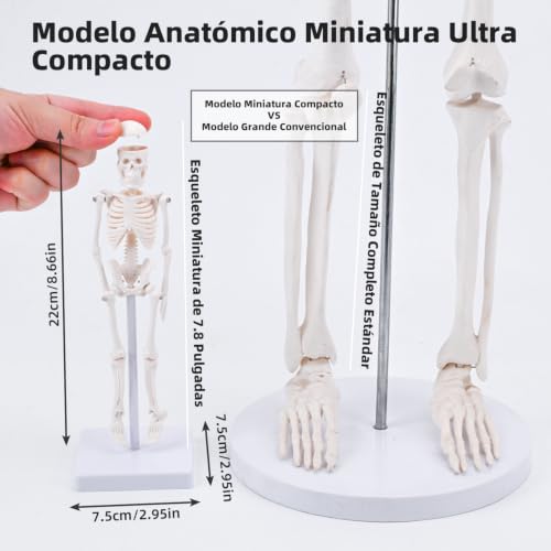 7.8" Mini Human Skeleton Model for Anatomy Learning, Small Anatomical Figure with Movable Joints for Student Teaching, Desk Display & Halloween Decor - size: 7.8 inches