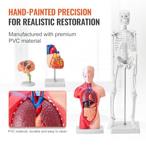 VEVOR Human Anatomy Model Bundle Set - Human Skeleton, Brain, Human Torso Body, Heart - Set of 4, Detachable Hands-on 3D Model Physiology Teaching Tools for Study and Display, with Manual - size: Short Size