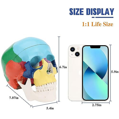 RONTEN Human Skull Anatomical Model, Painted Medical Skull 3-Part Removable Skull Cap and Moving Jaw, Display Model for Medical Student Human Anatomy Teaching and Studying(Asia) - style: Asia Color Skull Model