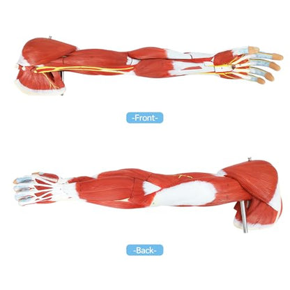 JNMFTD Human Arm Anatomical Muscle Model，Life Size 7 Parts Removable Upper Limb Shoulder Bone Elbow Artery Forearm Hand with Product Manual Card PVC Base for Study Teaching Medical Model Educational