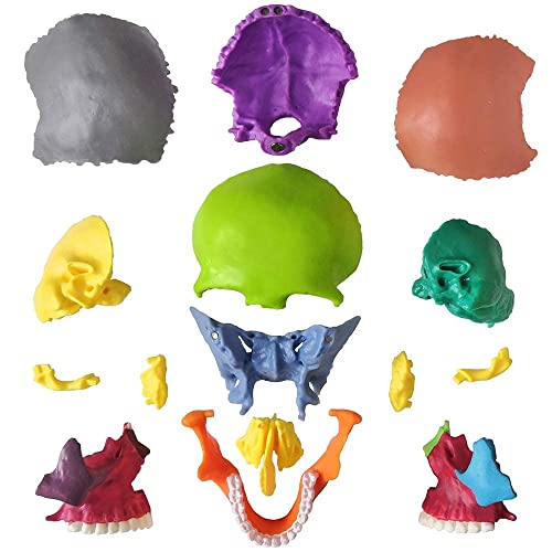 Human Skull Anatomy Model, 15 Parts, 1:2 Life Size, for Adult