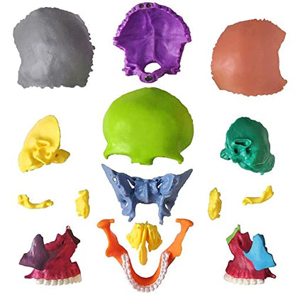 Human Skull Anatomy Model, 15 Parts, 1:2 Life Size, for Adult