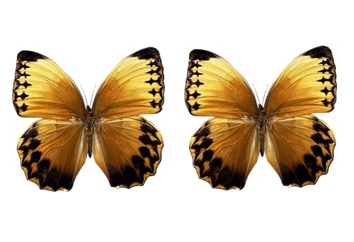 2 Real Orange Butterfly Specimens Taxidermy Insect Art Collection BU02X2 - color: Butterfly 02