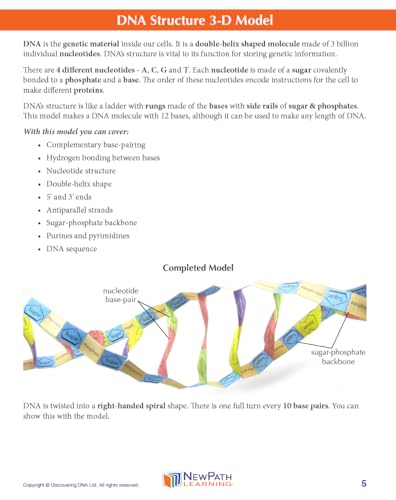 NewPath DNA Structure 3-D Paper Model Making Kit - Individual Student Edition (24-7719)